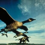 Skyward
