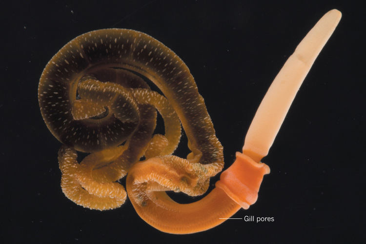BitA_Acorn Worm_Casey W. Dunn acorn worm by Casey Dunn