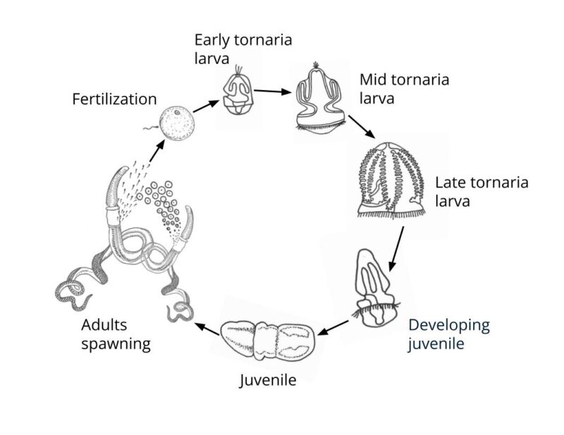 BitA_AcornWorm_LifeCycle acorn worm lifecycle