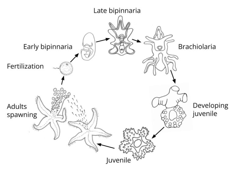 BitA_Asteroid_Lifecycle Lifecycle of a sea star