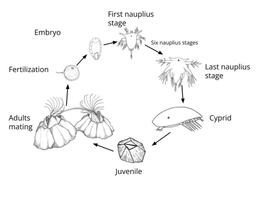 BitA_Barnacle_LifeCycle barnacle lifecycle