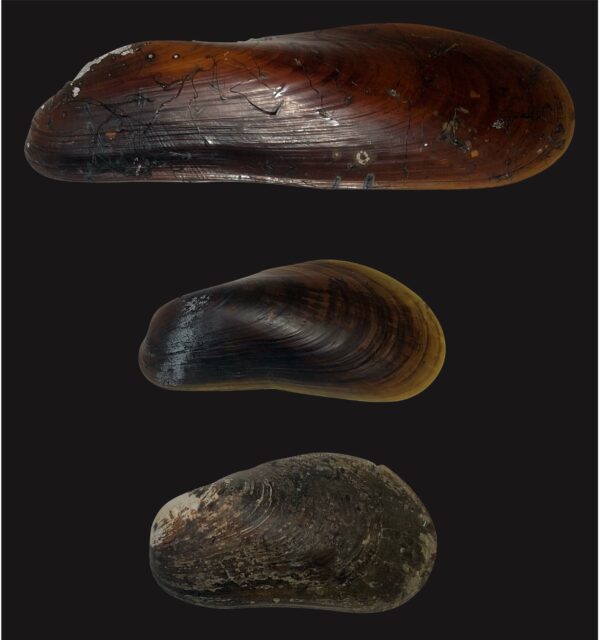 BitA_Bathymodiolins_CaitlinPlowman deep-sea mussels