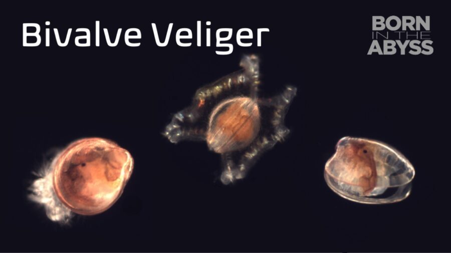 BitA_BivalveVeliger_web bivalve veliger