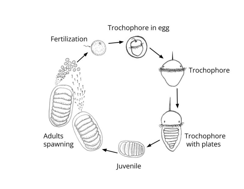 BitA_Chiton_LifeCycle chiton lifecycle