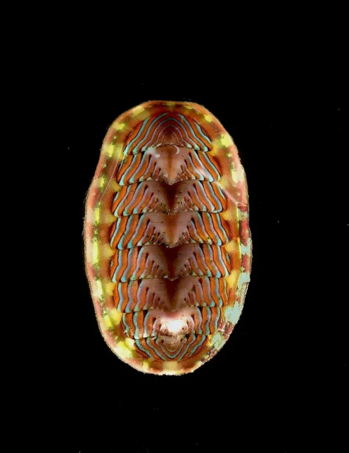 BitA_Chiton_McKennaHainey chiton