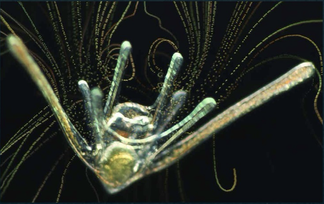 BitA_CiliaryFlow current flow around a pluteus larva