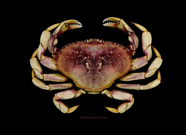 BitA_Crab Dungeness crab image