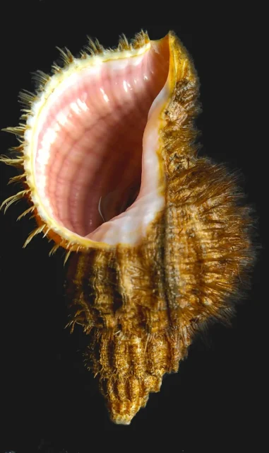 BitA_Fusitriton_McKennaHainey Oregon hairy trition