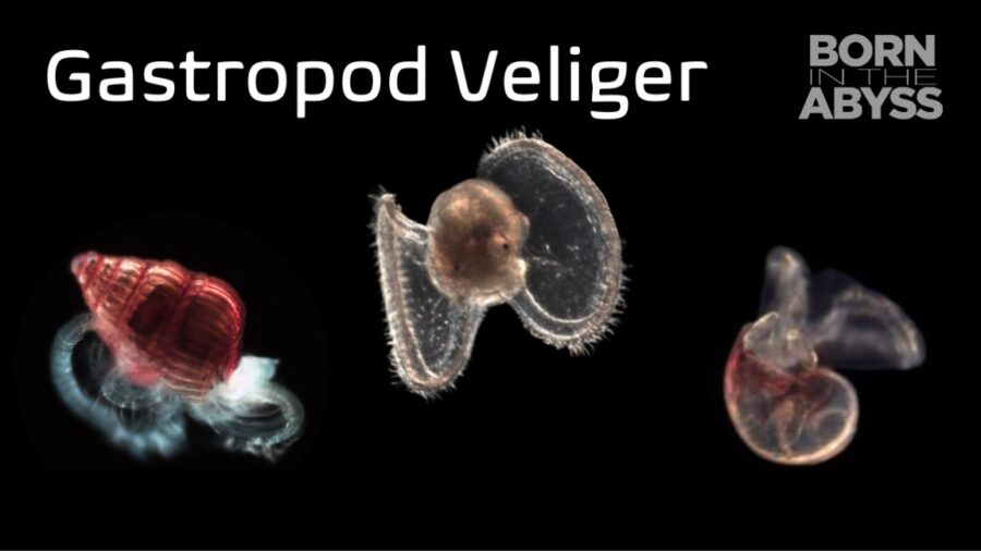 BitA_GastropodVeliger_web gastropod veliger