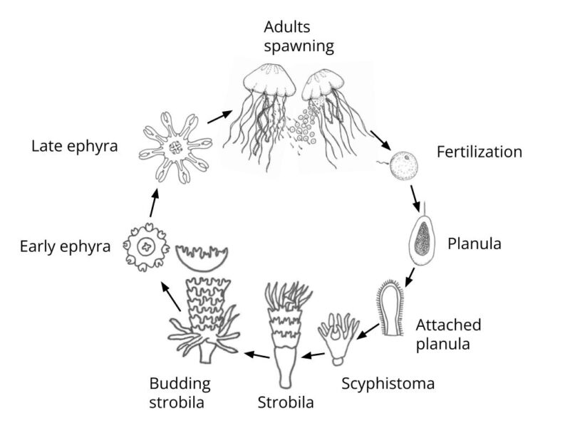 BitA_Jellyfish_LifeCycle jellyfish life cycle