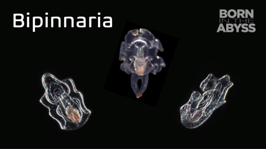 BitA_LQ_Bipinnaria Bipinnaria larva