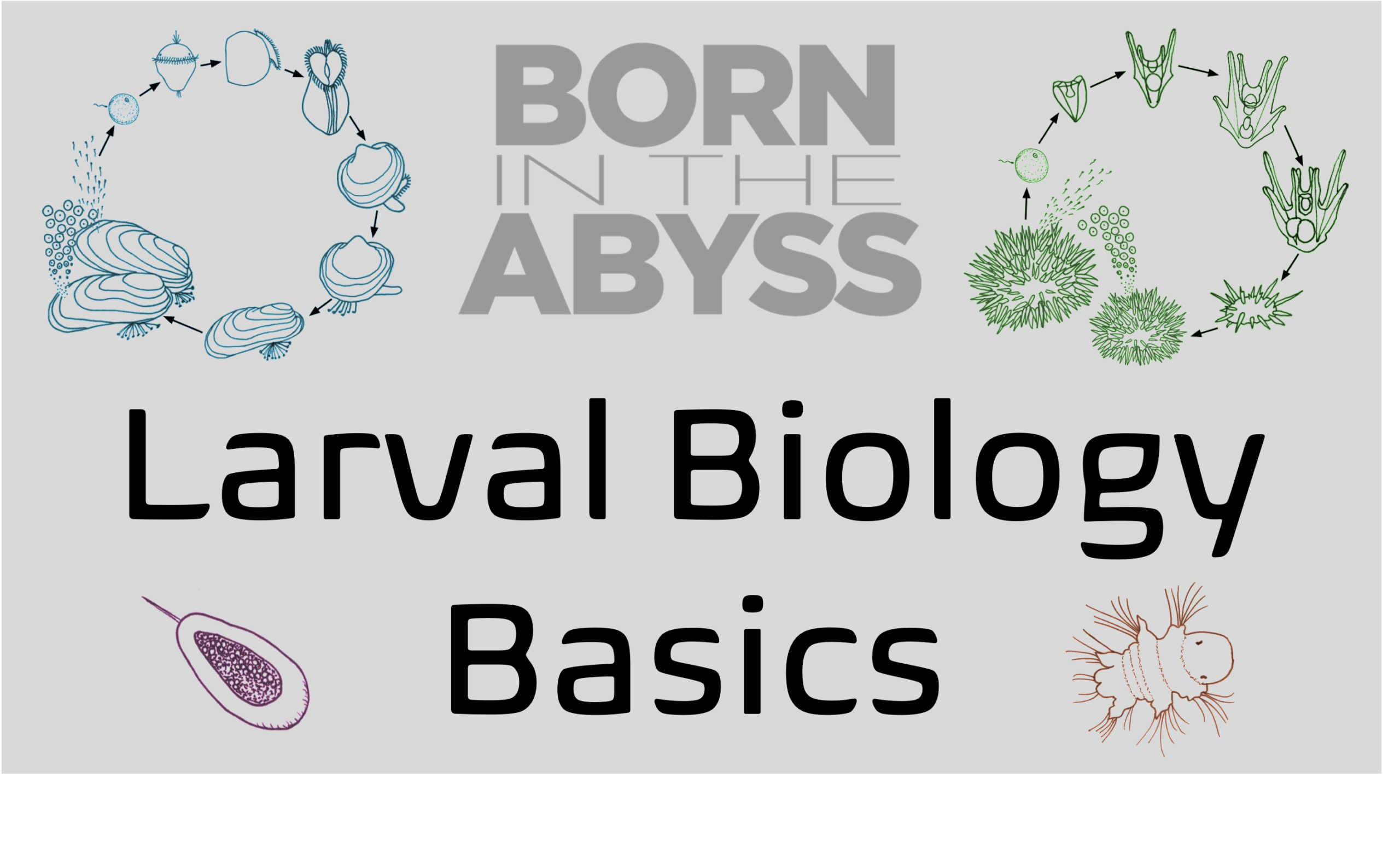 BitA_LarvalBioBasics-tile