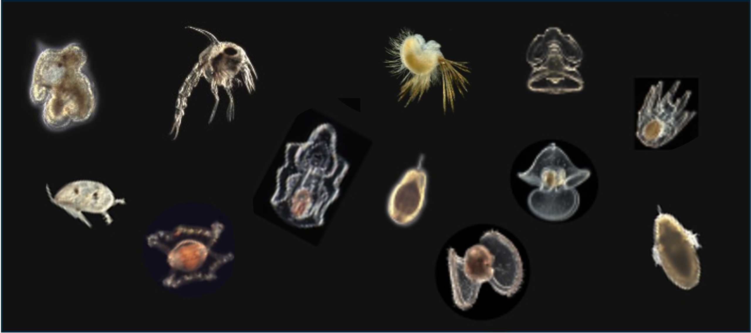 Collage of various types of larvae for marine animals. 