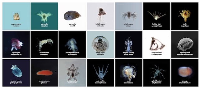 BitA_LarvalDiversity diversity of marine larval forms