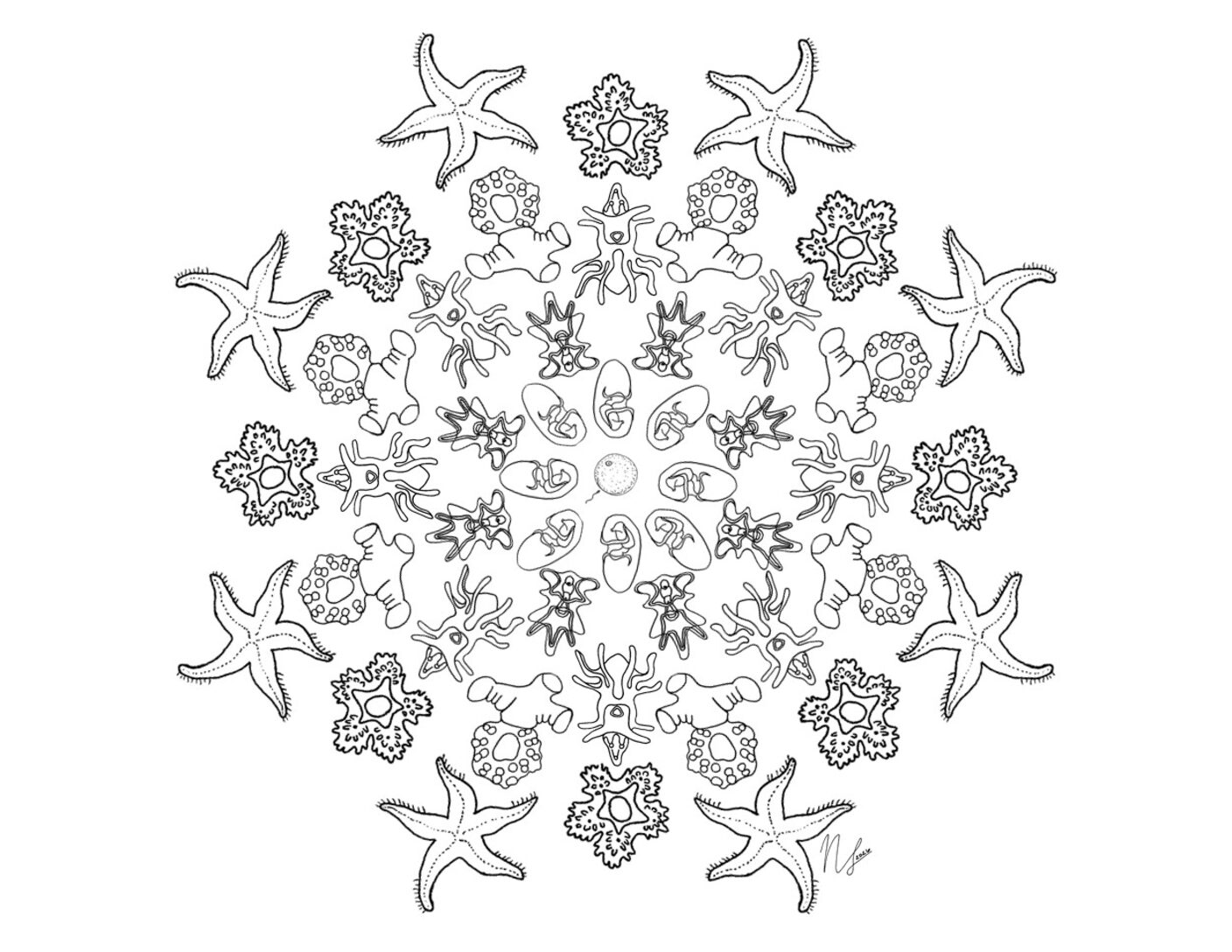 BitA_LarvalMandala_SeaStar