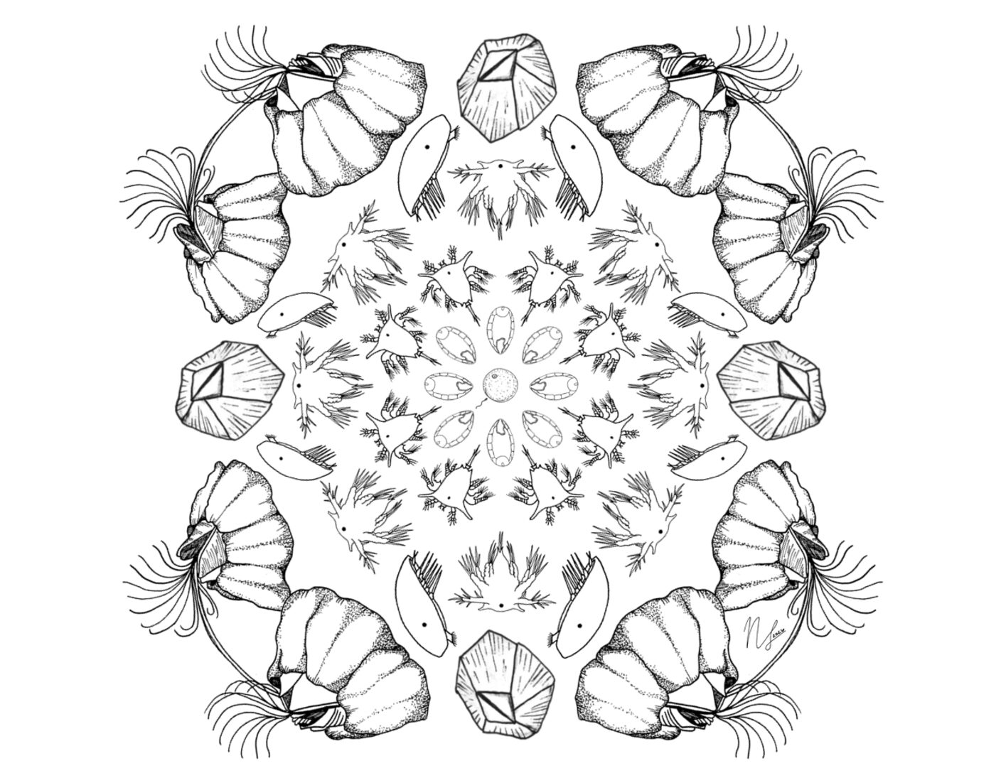 BitA_LarvalMandala_Barnacle