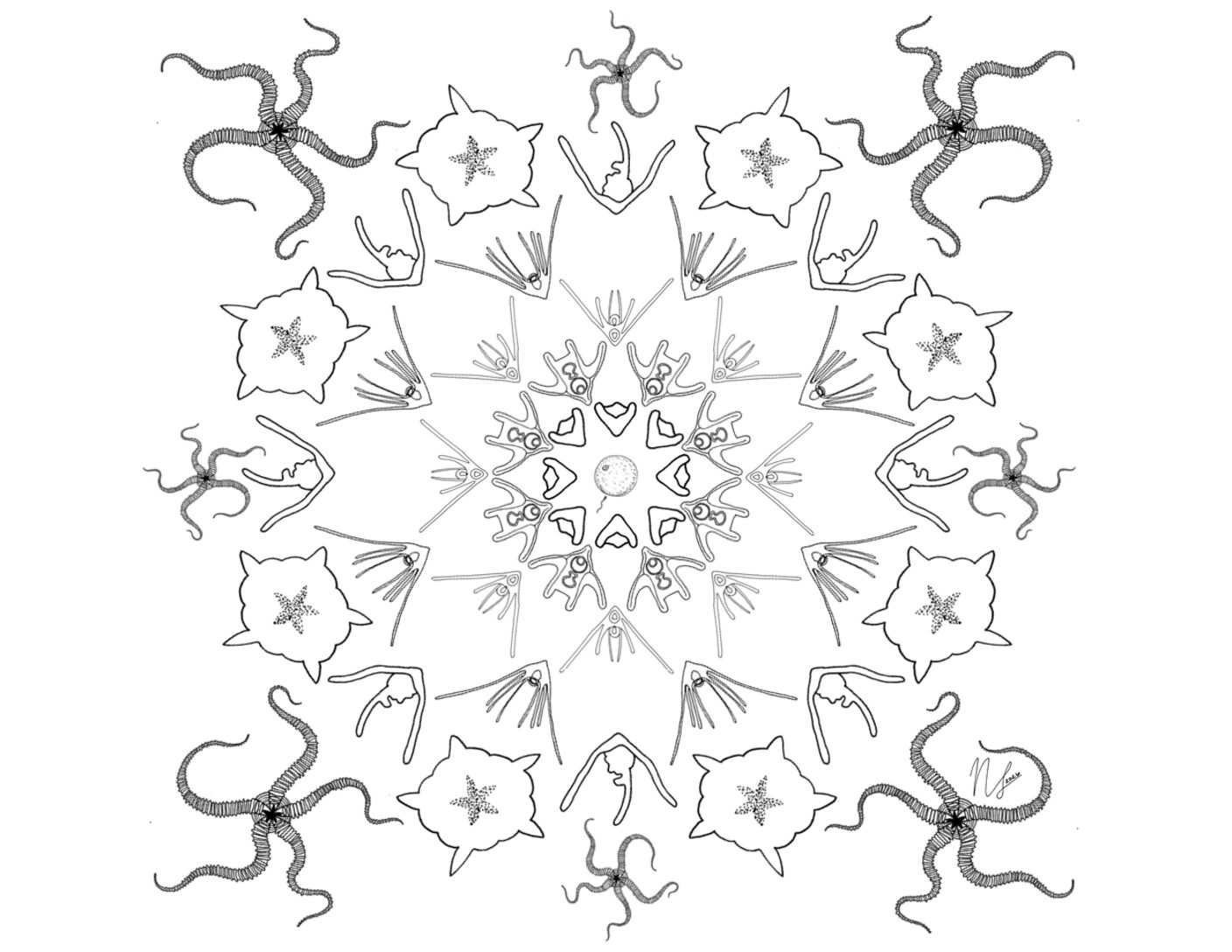 BitA_LarvalMandala_BrittleStar