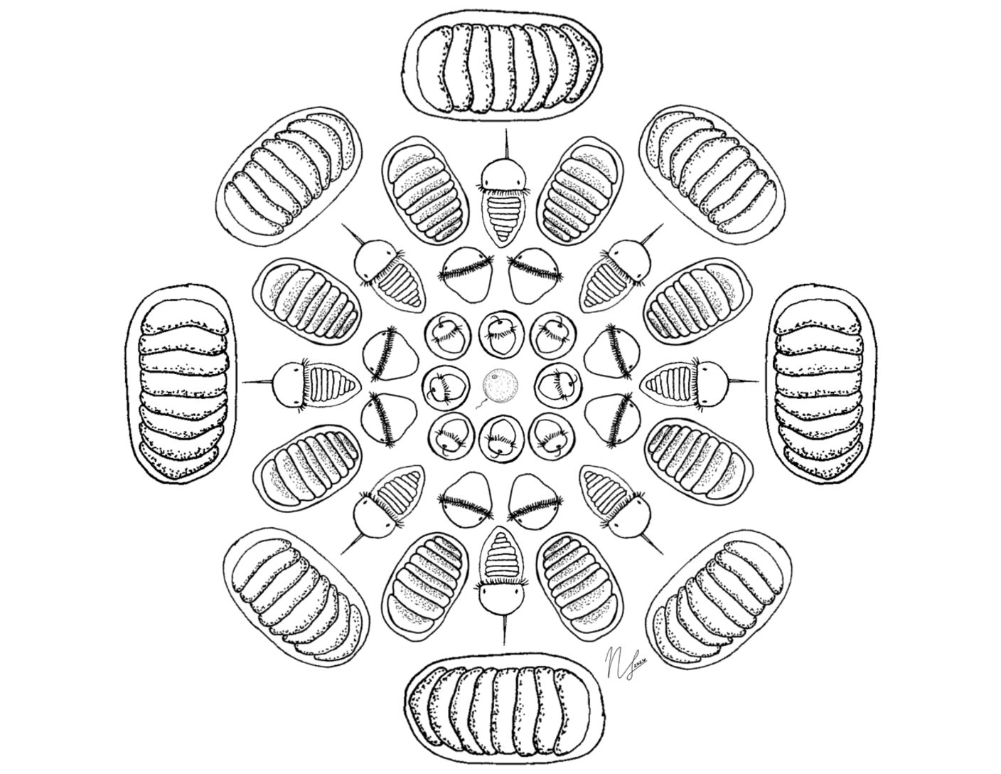 BitA_LarvalMandala_Chiton