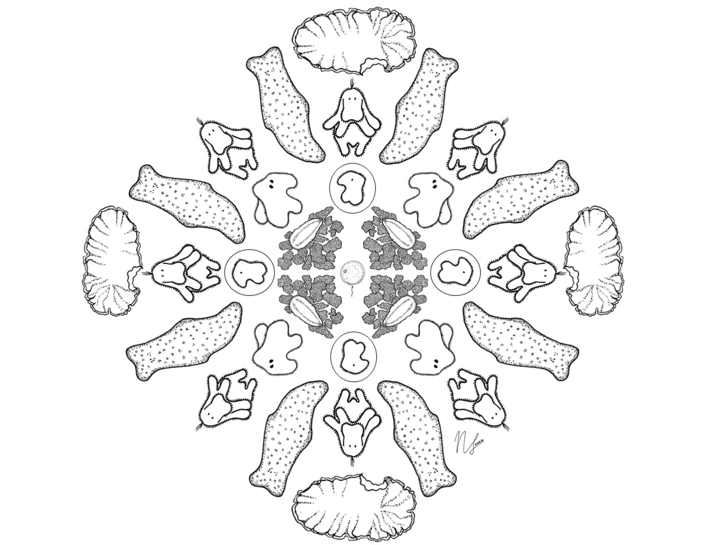 BitA_LarvalMandala_Flatworm