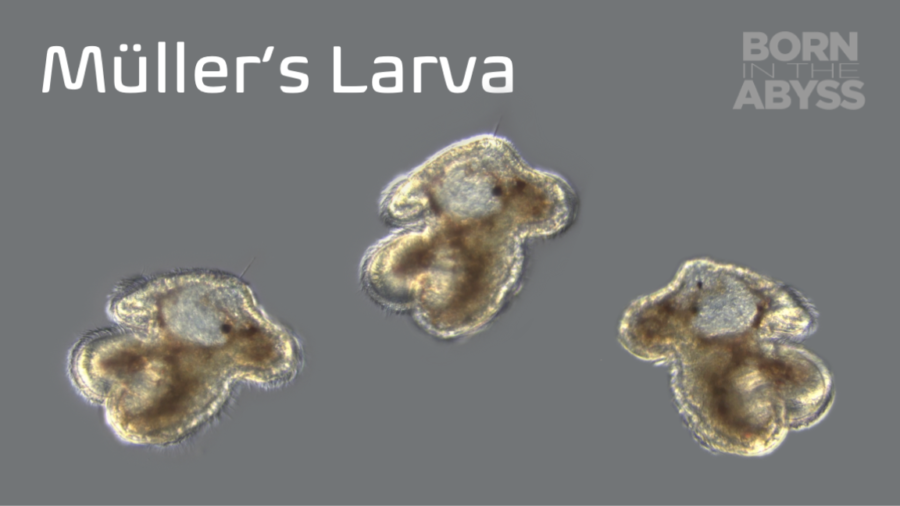 BitA_Mullerslarva_web Müller's larva