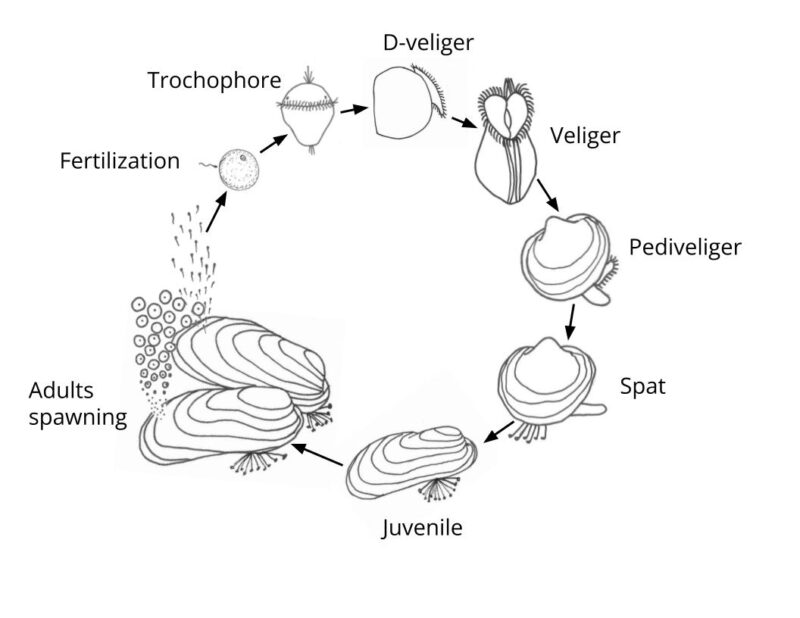 BitA_Mussel_LifeCycle Life cycle of a mussel