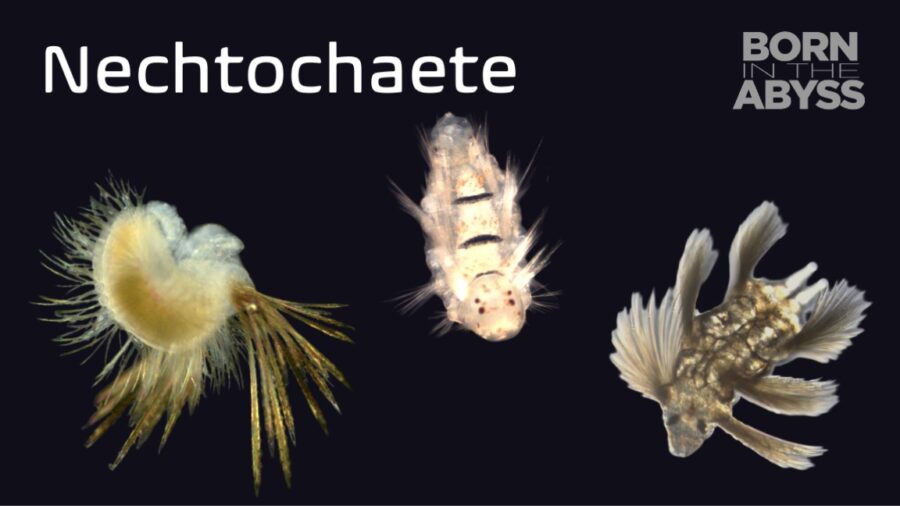 BitA_Nechtochaete_web Nectochaete