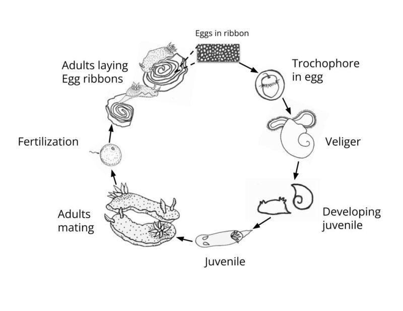 BitA_Nudibranch_LifeCycle Sea slug life cycle
