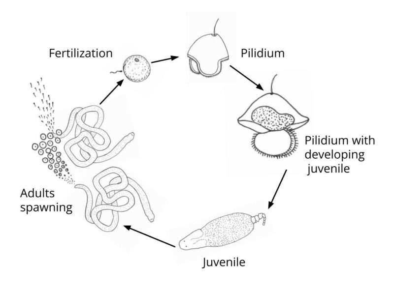 BitA_Pilidium_LifeCycle Diagram of a nemertean lifecycle with a pilidium larva