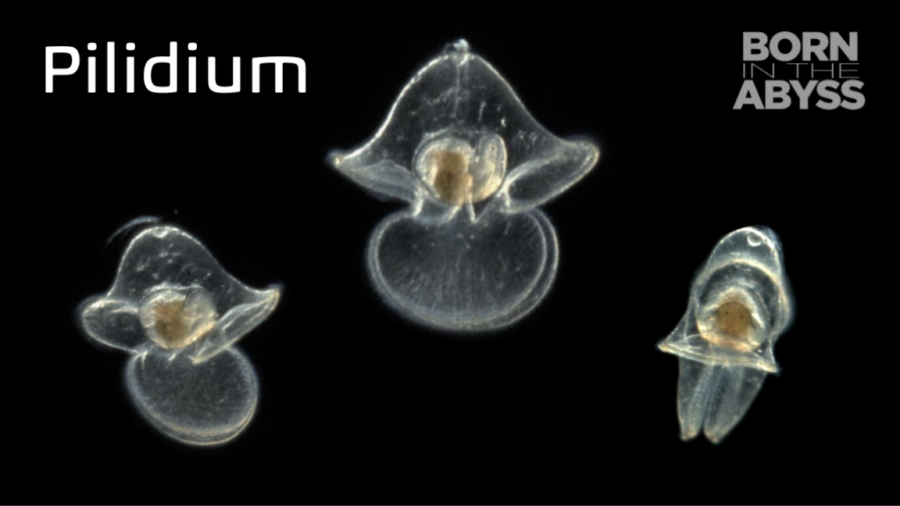 BitA_Pilidium_Web Pilidium larva images