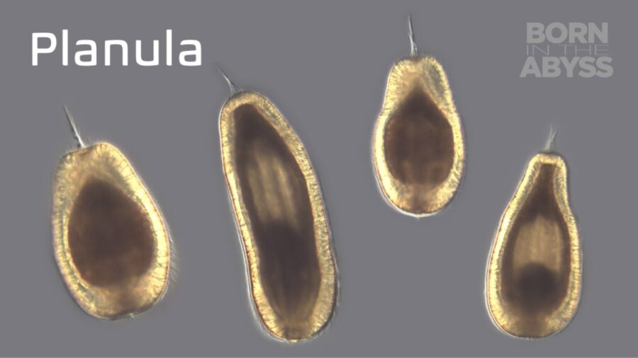 BitA_Planula_web planula larva