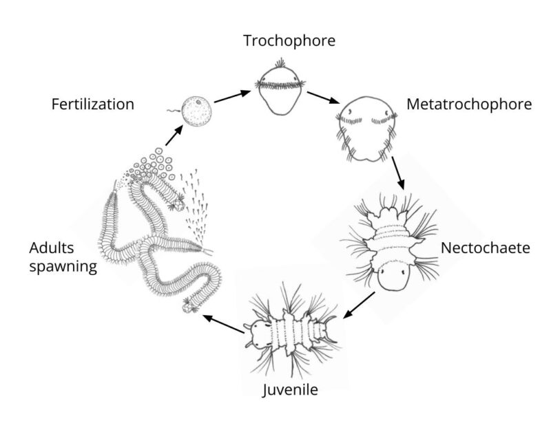 BitA_Polychaete_LifeCycle polychaete worm lifecycle