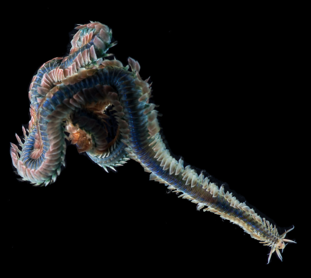 BitA_Polychaete_McKennaHainey polychaete worm