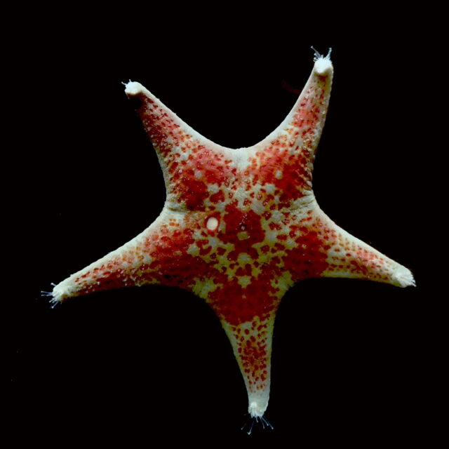 BitA_SeaStar adult sea star