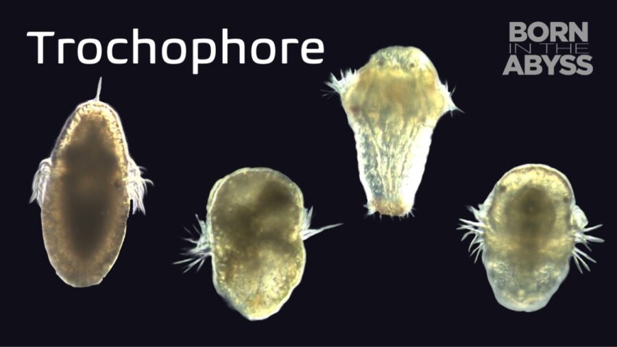 BitA_Trochophore_web Trochophore larva