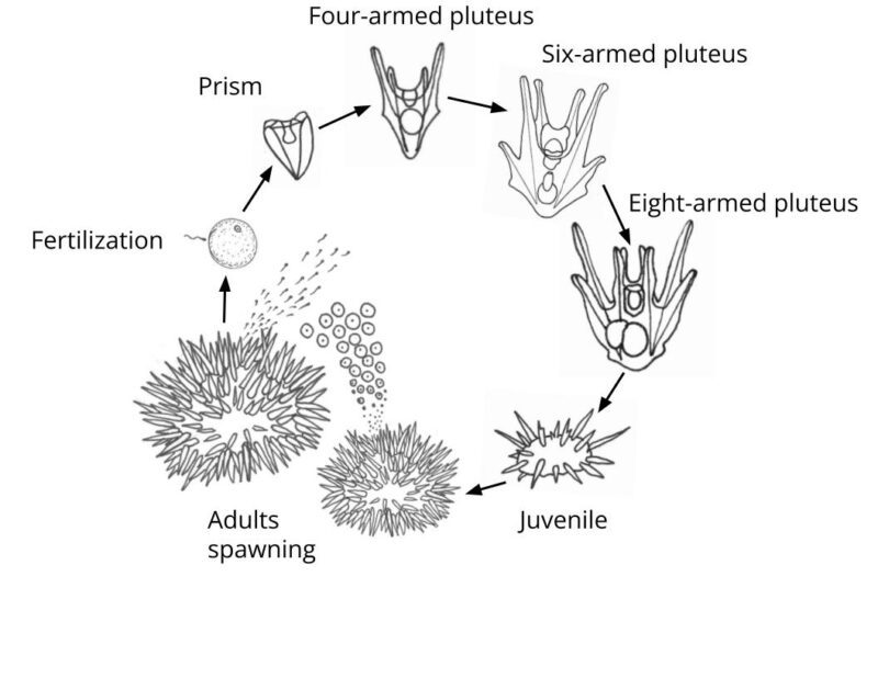 BitA_Urchin_LifeCycle Sea Urchin life cycle