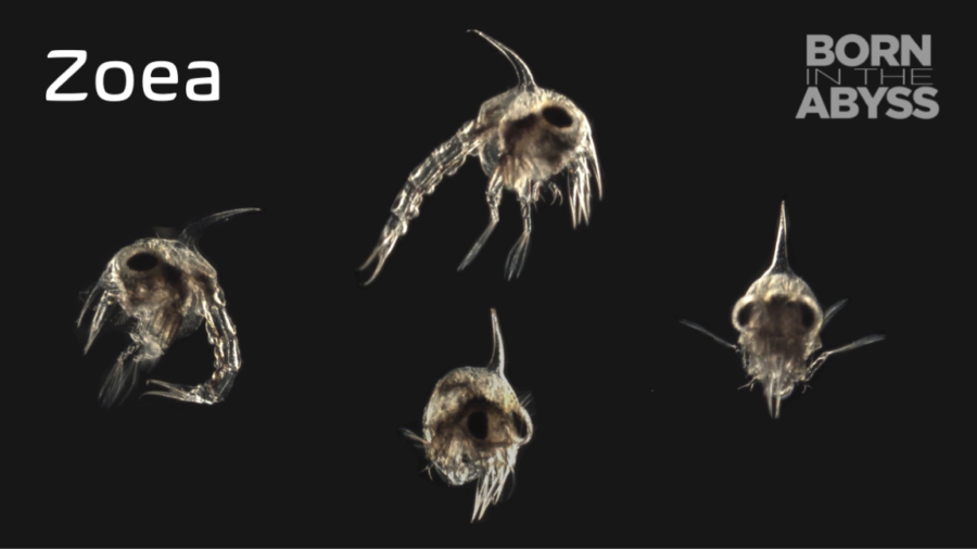 BitA_Zoea_Web Zoea larval form