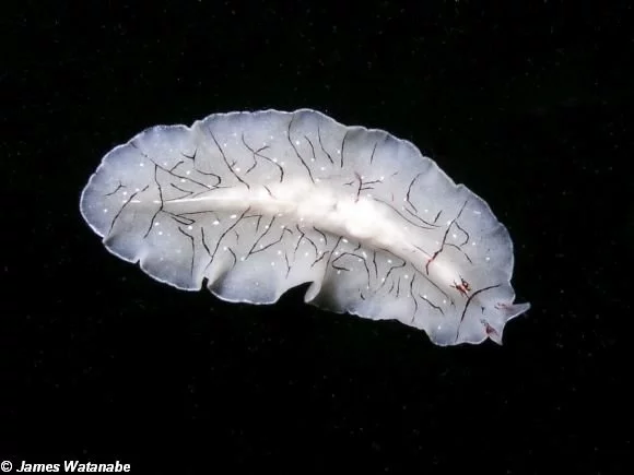 BitA_flatworm marine flatworm