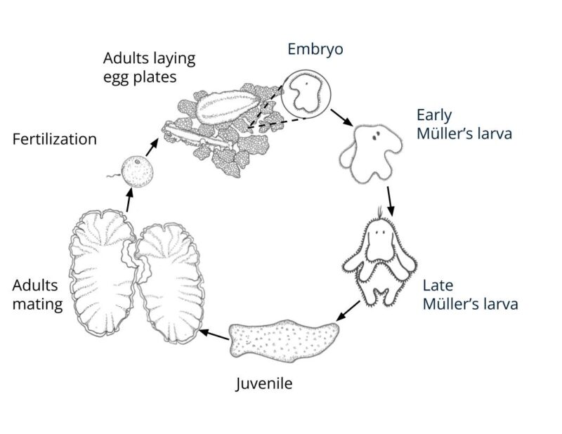 BitA_flatworm_lifecycle Lifecycle of a marine flatworm