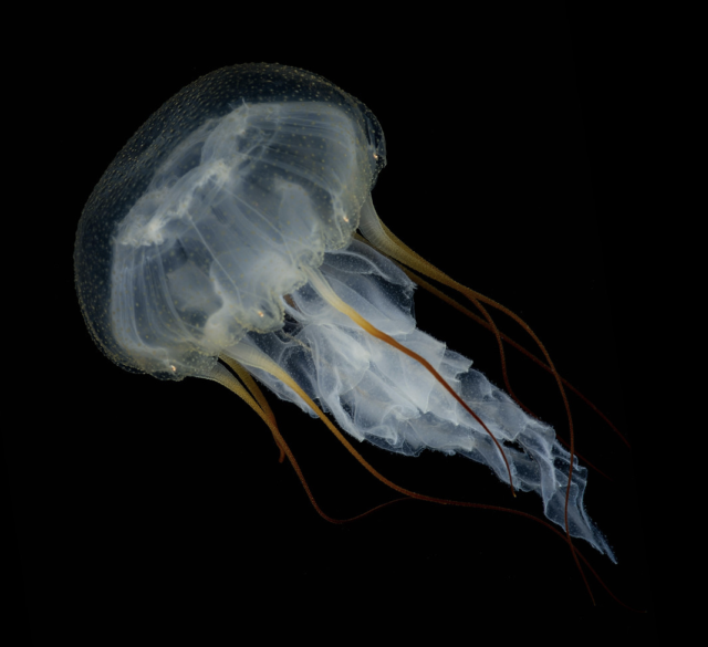 BitA_jellyfish_ReynYoshioka jellyfish