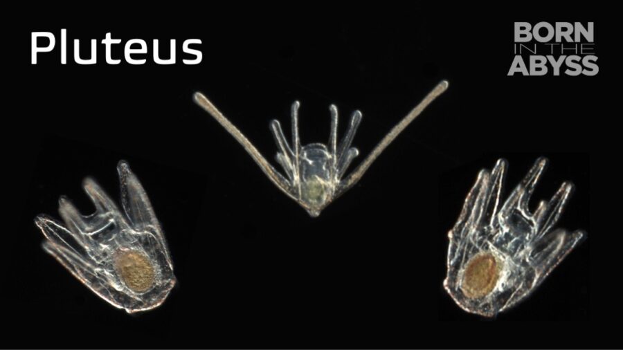 BitA_pluteus_web Pluteus larva