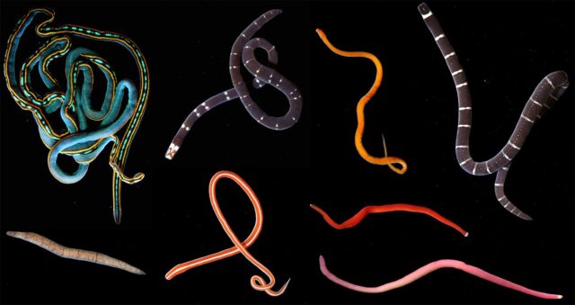 BitA_svetlana-worm-collage Variety of nemertean worms