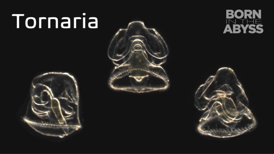 BitA_tornaria_web Tornaria
