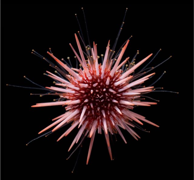 Bita_urchin_ReynYoshioka sea urchin
