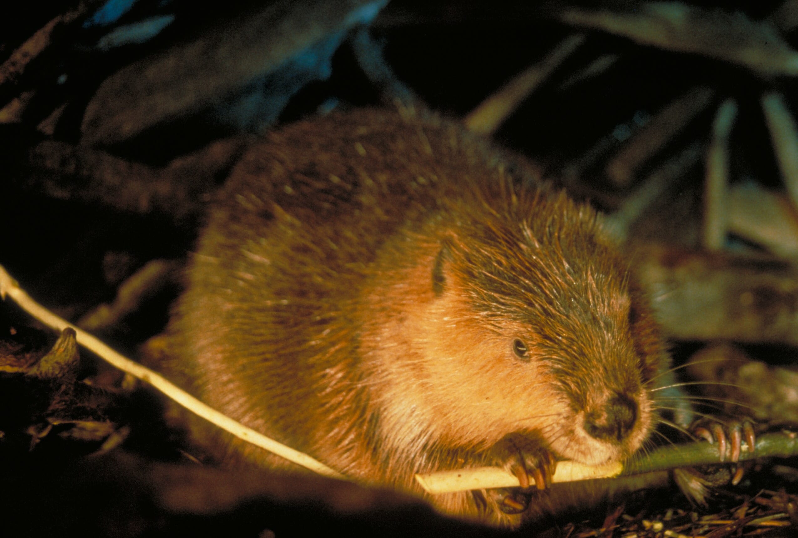 Beavers